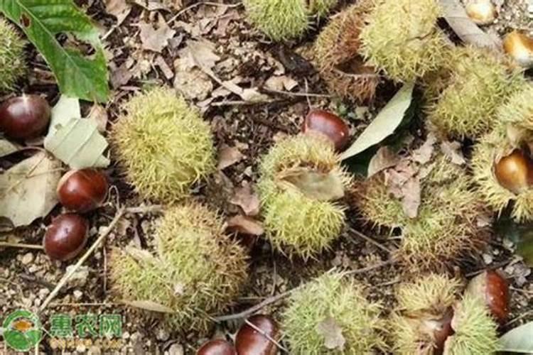 棉花黄枯萎病用什么药防治效果好,怎样施药？