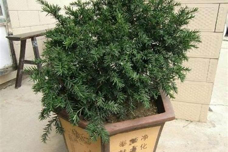 红豆杉施什么肥好,红豆杉施氮、磷、钾肥最好