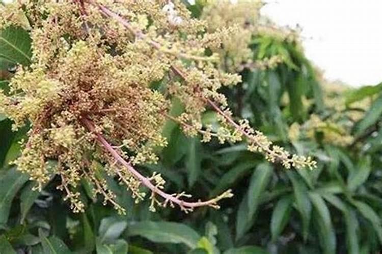 如何管理芒果开花及结果期