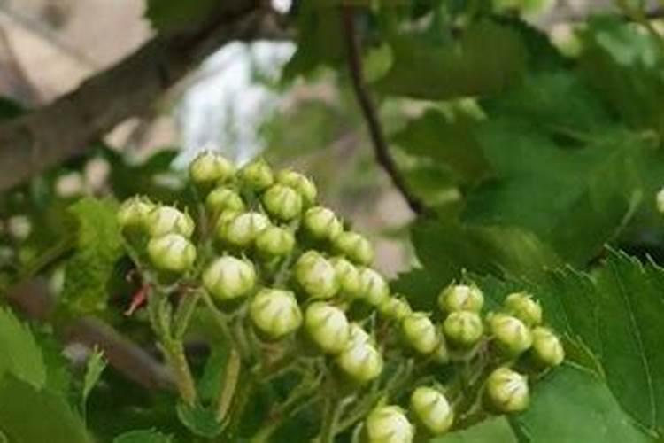 柚子专用增产叶面肥有哪些？柚子膨果用什么肥好？柚子果实膨大用金泰靓叶...