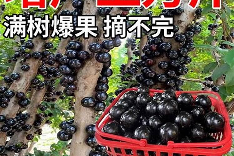 春季西瓜施肥时间及方法春季西瓜如何施肥