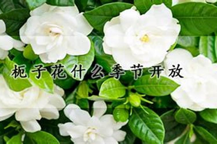 白菜如何正确的施肥