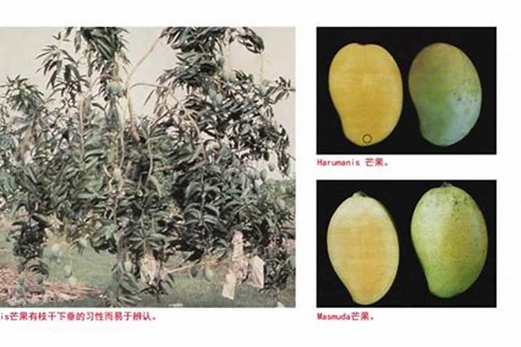 芸苔素在果树上的作用和功效