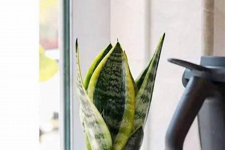 虎皮兰施什么肥好