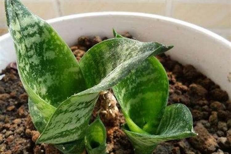银脉虎尾兰怎么养,5个步骤使其健壮