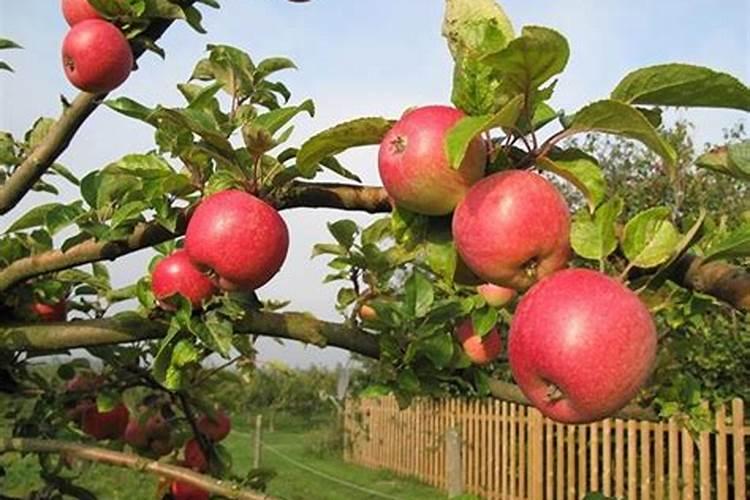 美国瑞纳生命活化能浓缩精华有谁用过？效果怎么样？