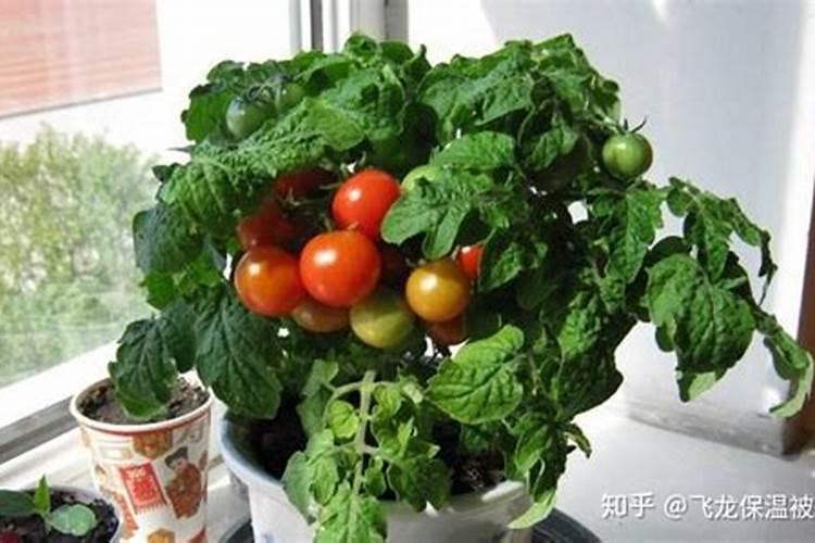 西红柿果实膨大和转色期一亩地需要氮磷钾多少？是不是有标准？