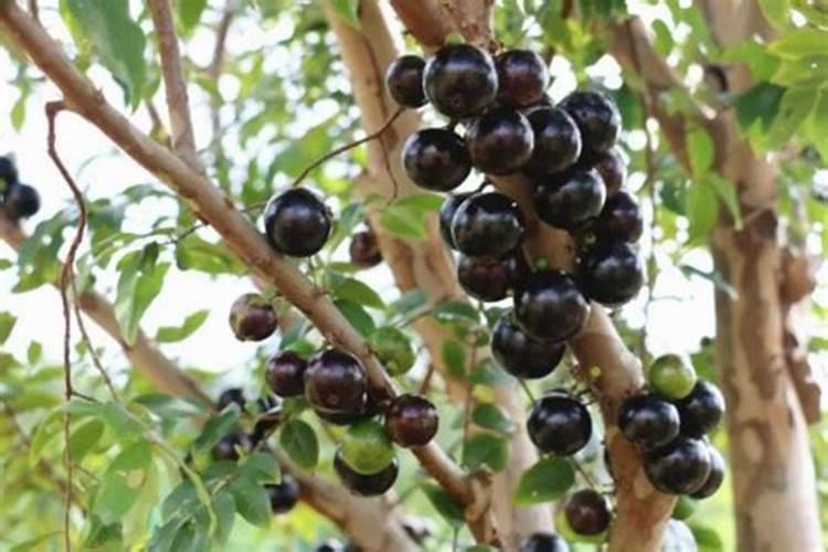 嘉宝果结果的时候可以施肥吗