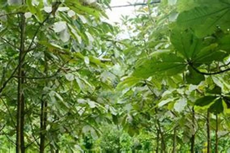 沙培韭菜成功案例