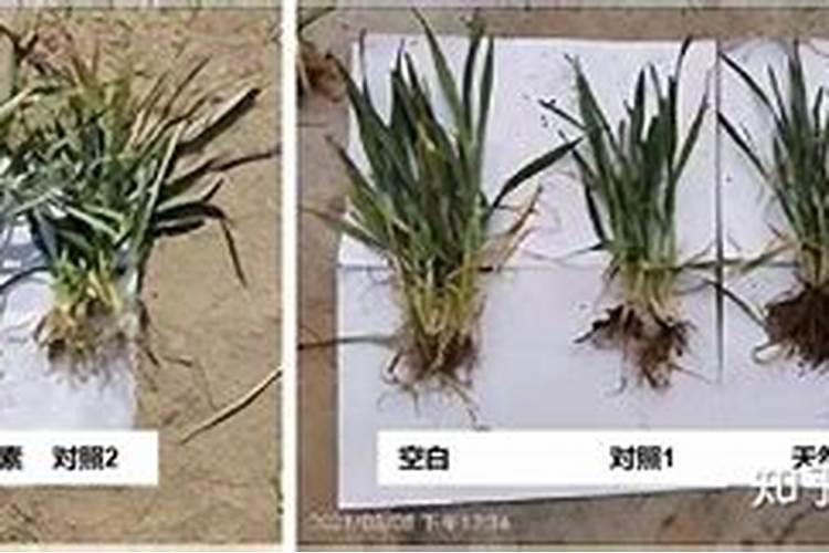 花卉开春前可以施肥吗？