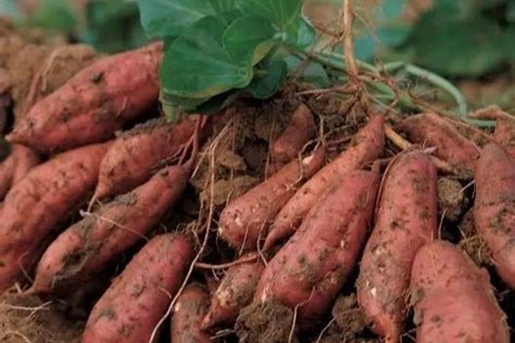红薯底肥什么时候用最好？底肥怎么用能够提高产量？