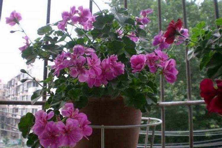 香蕉树的种植方法