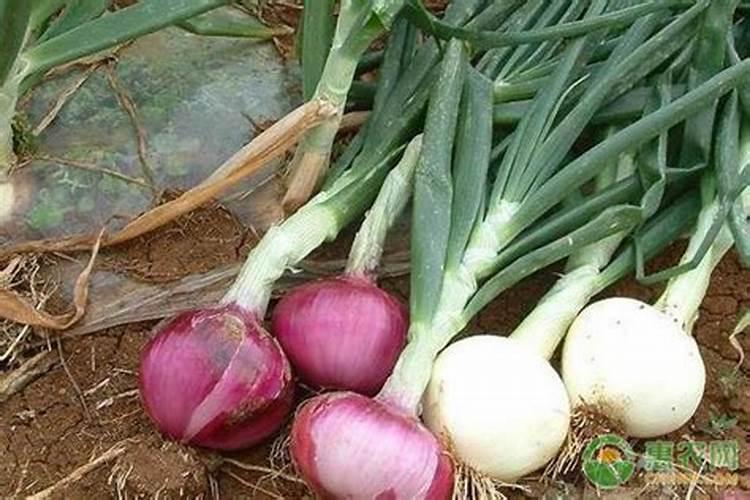 江西蔬菜叶面肥木醋液
