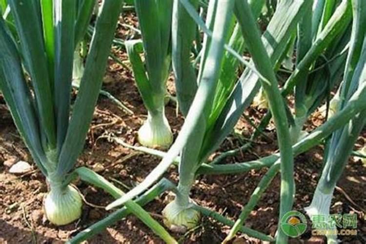 这些作物怎么使用鱼蛋白肥？千万别施错了!