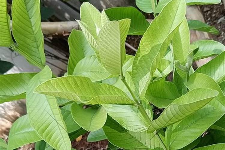 吡虫啉能和复合肥一起用在兰花质料上杀小黑飞吗