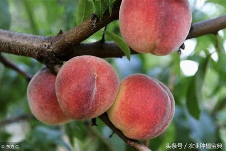 桃树最好的肥料是什么？