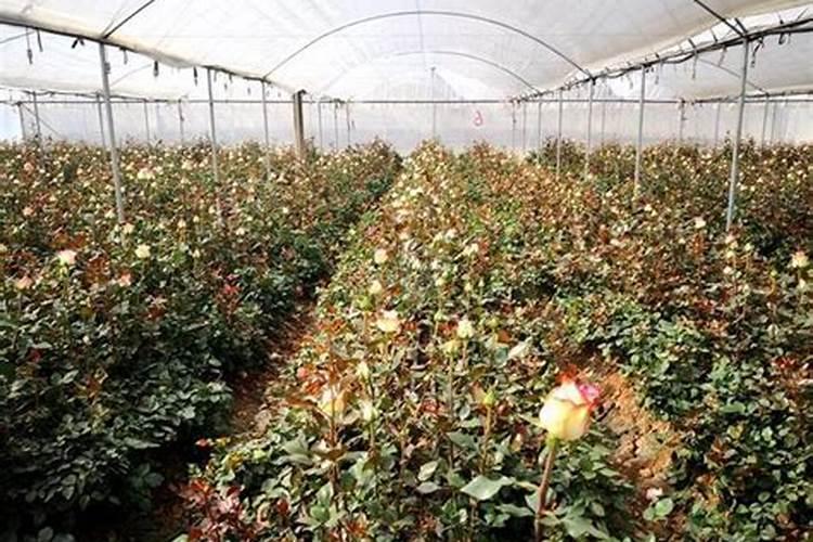大棚玫瑰花的种植方法,掌握4个要点便可高产玫瑰花