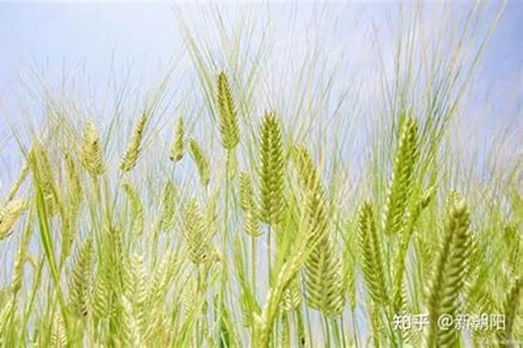 芸苔素内酯拌种小麦可存多长时间