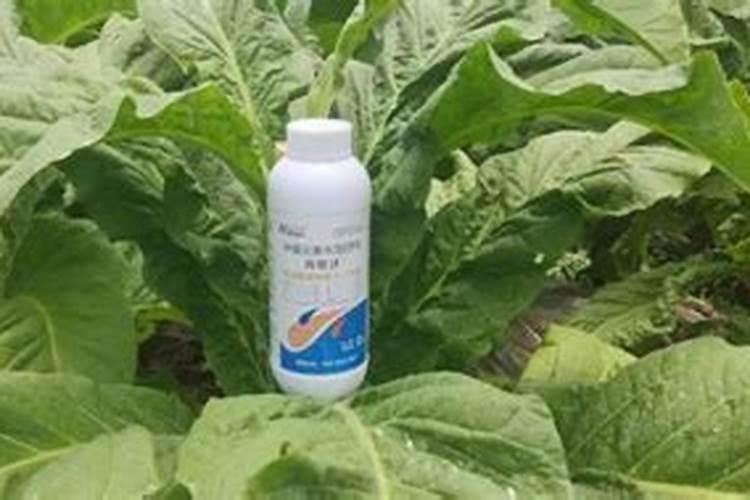 氮肥可以兑水浇花吗