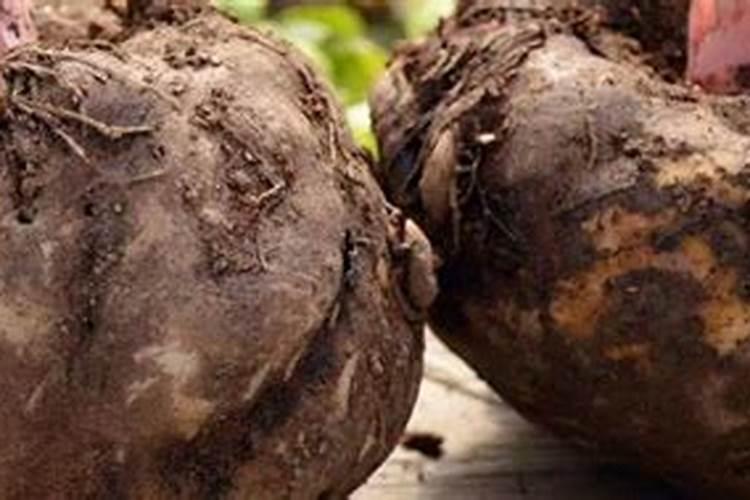 魔芋出苗后施什么肥