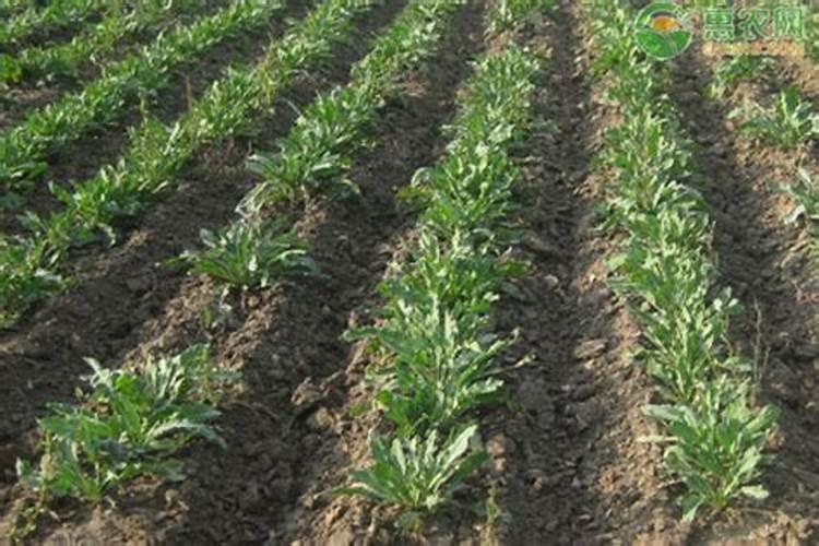 种植板蓝根,都用什么肥效果好？