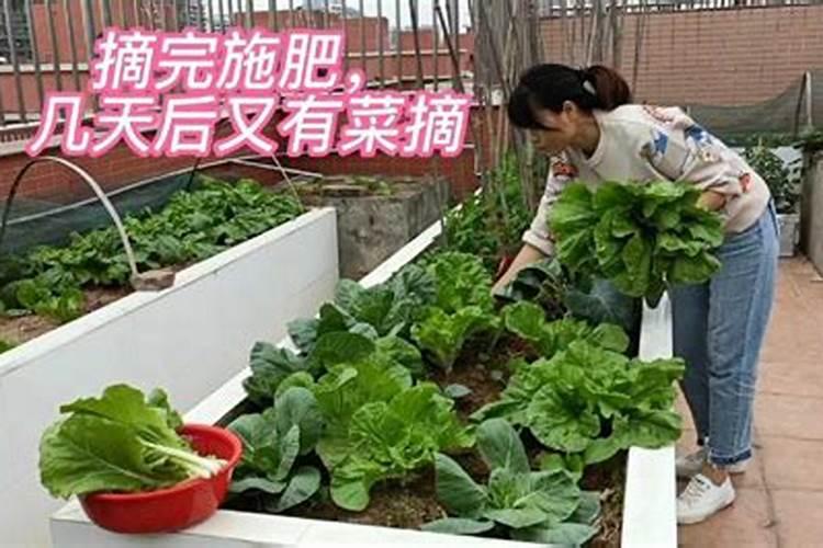 上海青菜出土几天施肥