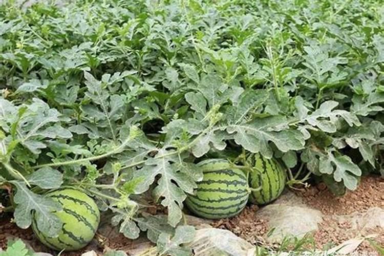 西瓜抗病增产增收施肥用什么肥料？西瓜膨果用什么肥料好？