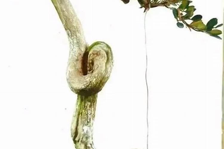 满天星枯萎了怎么救活