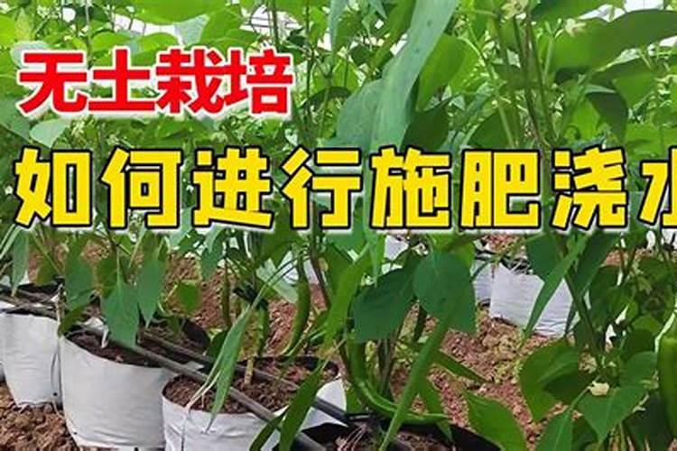 甜椒施肥要点