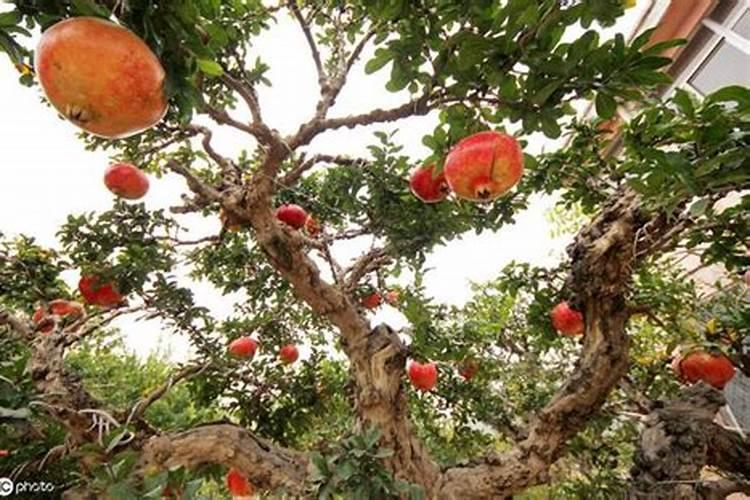 石榴树移栽后多久可以施肥