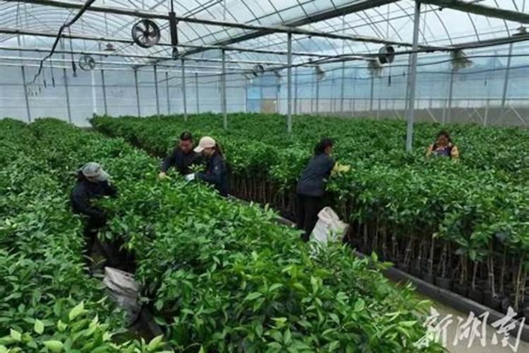 刚种的脐橙可以用什么肥料呢？