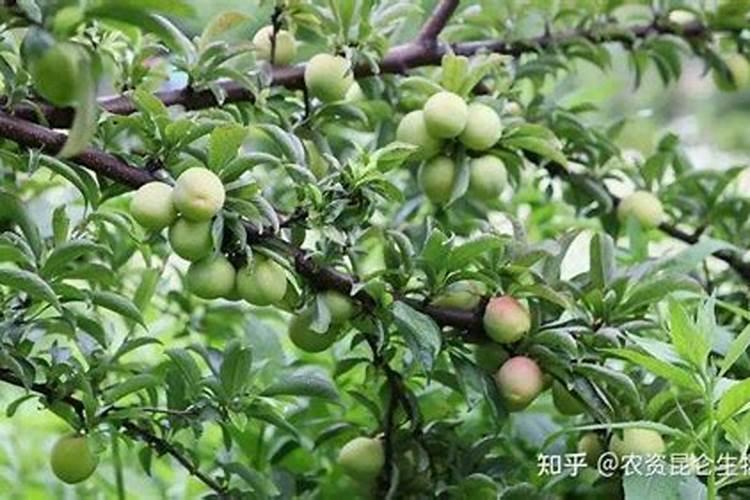 李子施什么肥比较甜