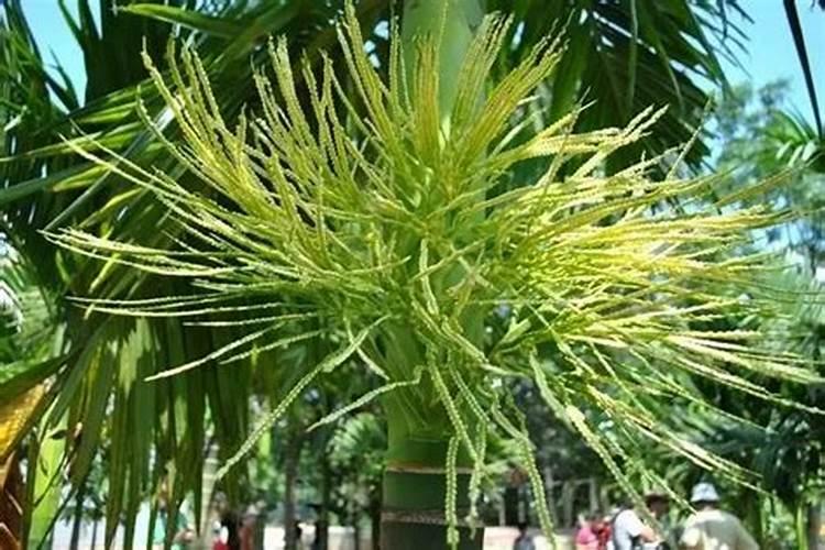 槟榔施什么肥保果