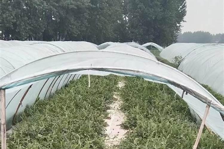 发财树施肥时间,施肥过多怎么办