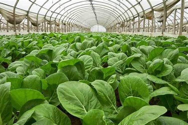 含氨基酸水溶肥料什么时候用