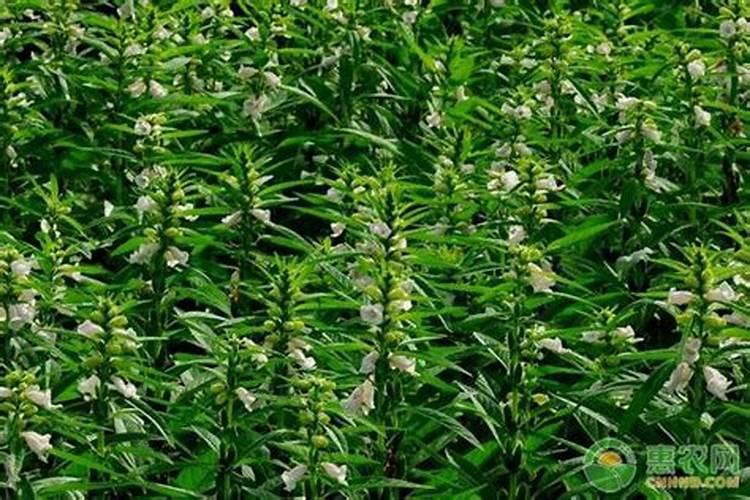 芝麻追肥用什么肥料 什么时间施更合适