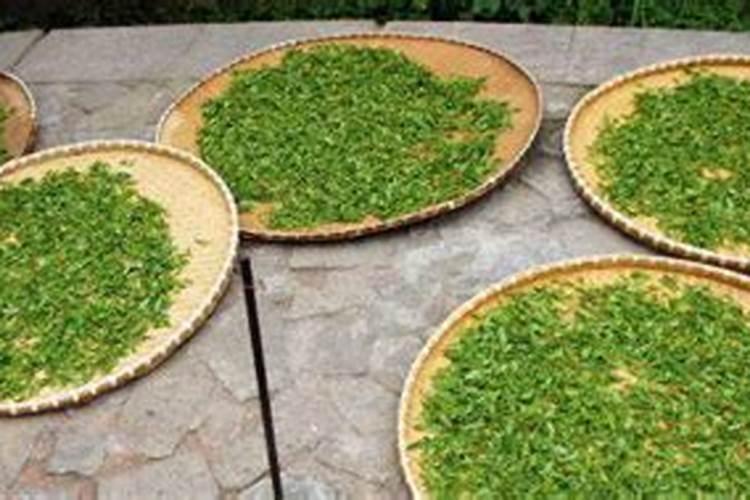 茶叶水可以浇茶花树吗