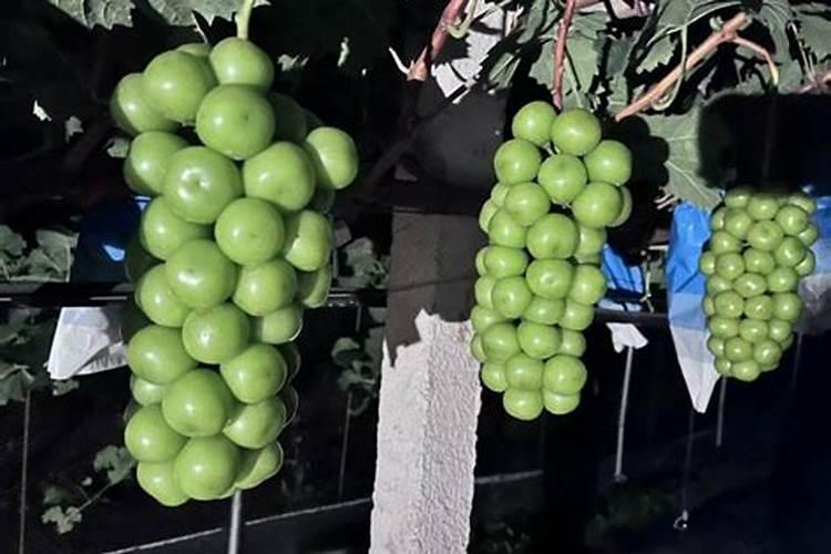 液体微生物菌发酵方法