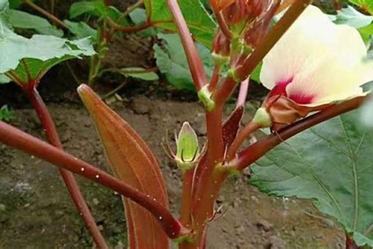豌豆花叶病症状及防治方法