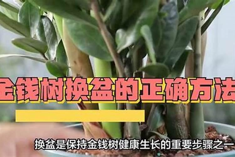 腐植酸钠哪个厂家质量最好