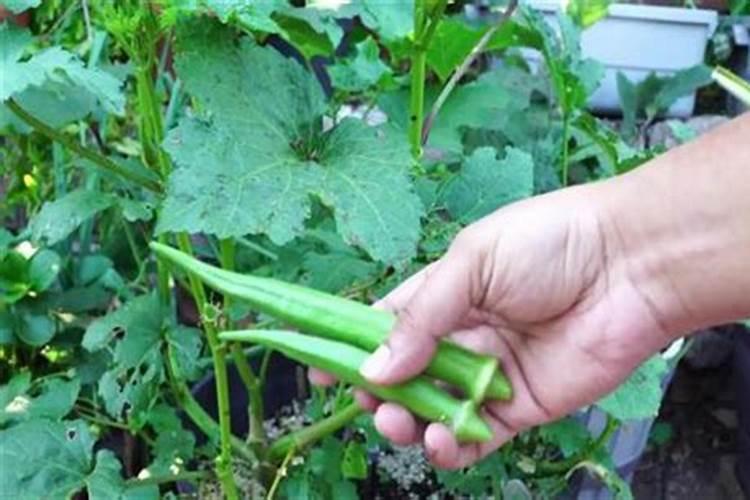 秋葵施肥时间及方法,秋葵移植后施什么肥好