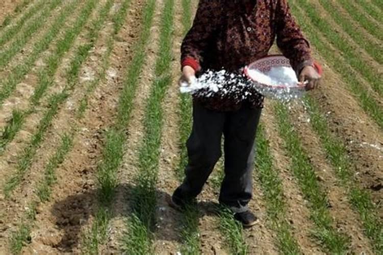 八角金盘适合什么肥料