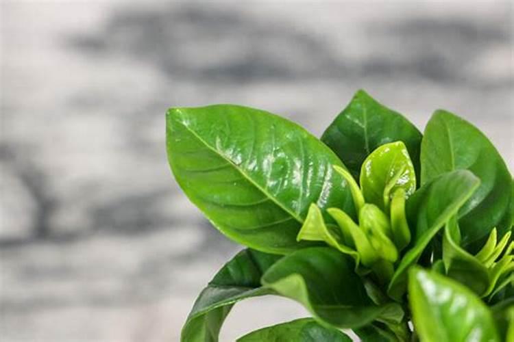 家里种花用什么肥料