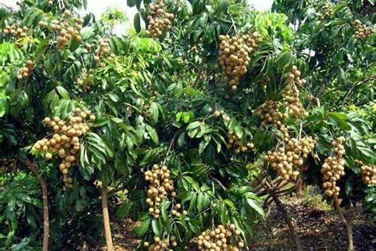 小麦怎样种植才可以高产质优？需要注意哪些事情？