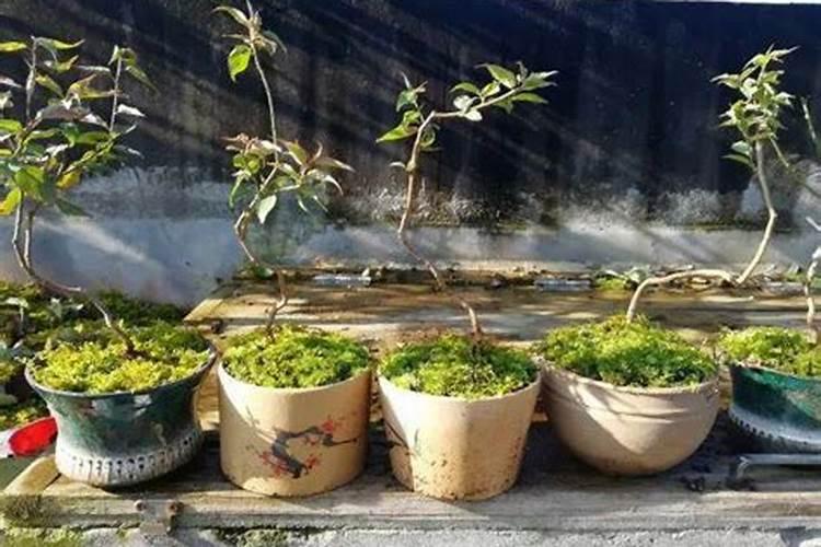 秋季盆栽梅花施什么肥料 梅花施什么肥好