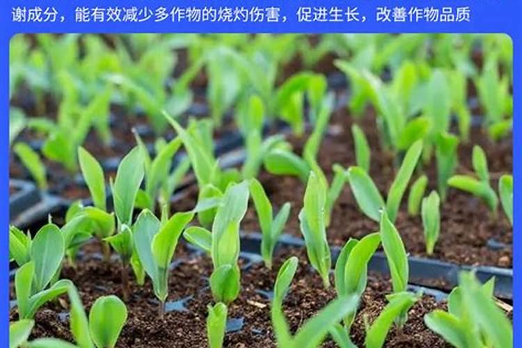 什么化肥品牌口碑好？