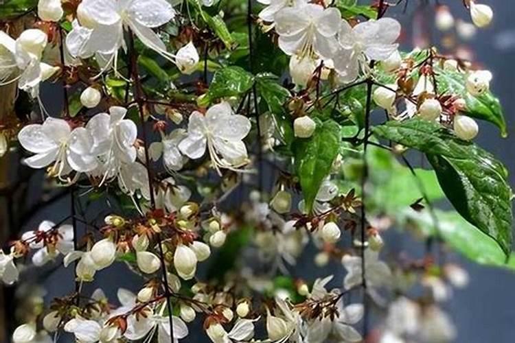 植物养护l仙气飘飘的垂丝茉莉