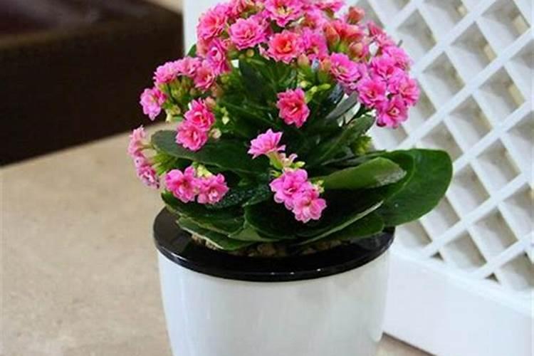 土豆在什么时候用膨大素最好