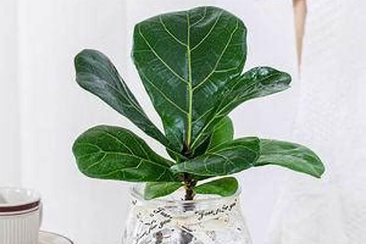 钩藤扦插育苗用什么土壤好