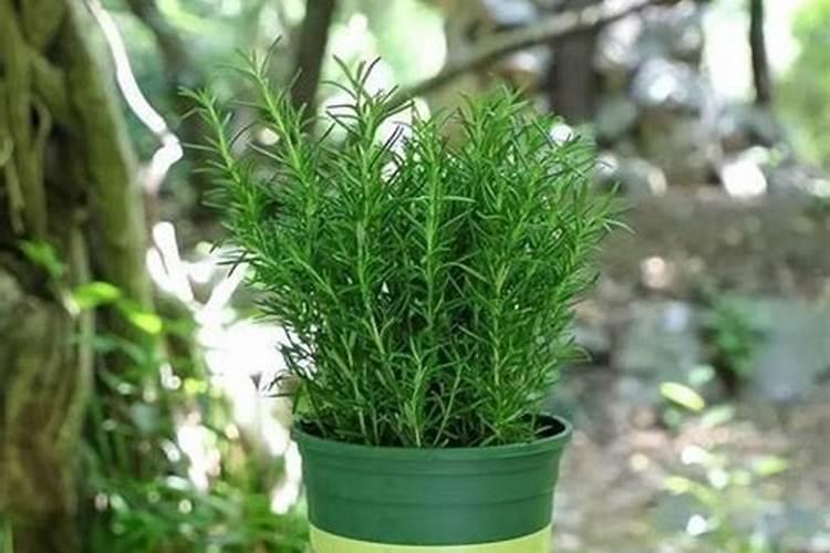 驱蚊草用什么肥料最好